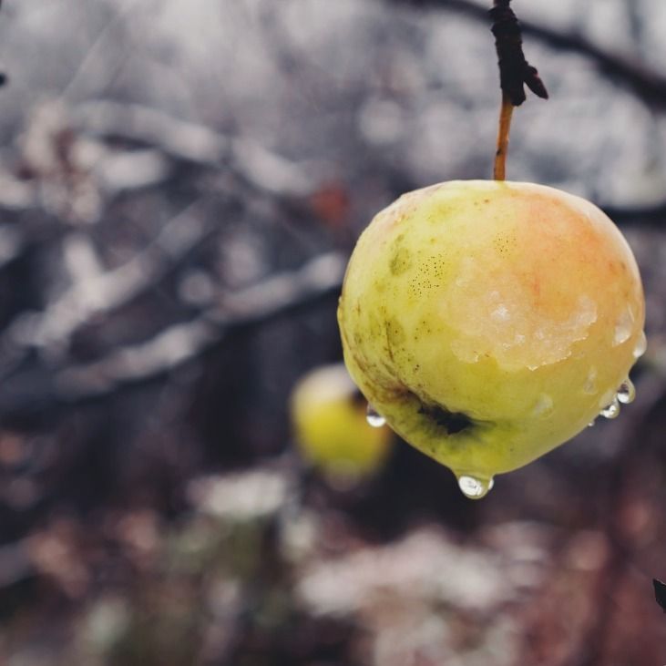 Tratamentul pomilor iarna - Menținerea unei stări fitosanitare bune pentru plantele lemnoase