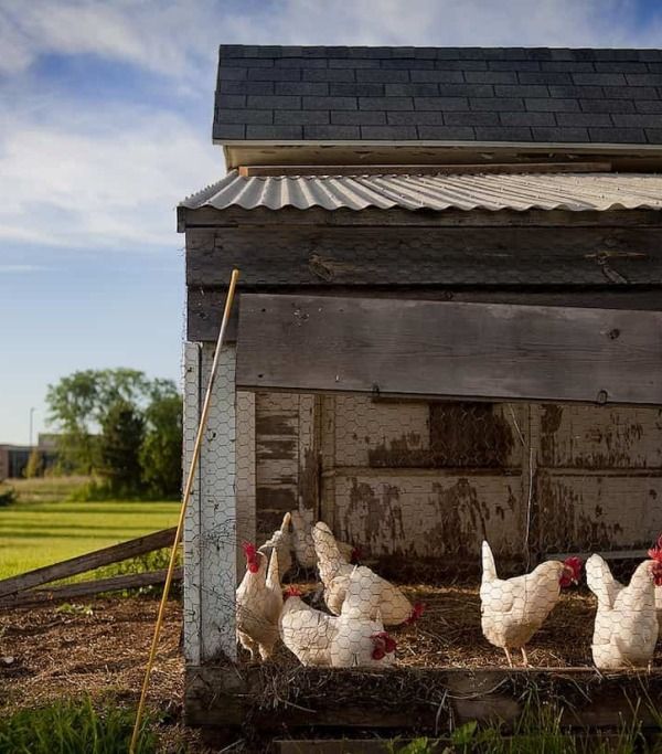 Idei practice pentru un coteț de găini pe care îl poți construi cu ușurință pe terenul propriu